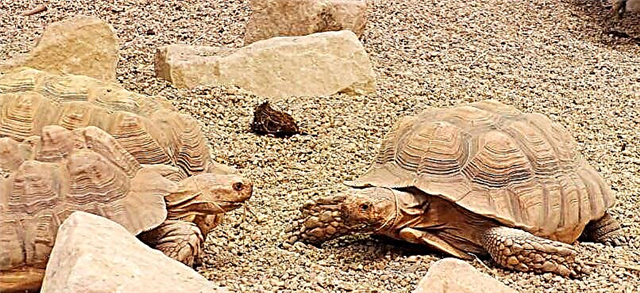 Tortoise Spurred (Geochelone sulcata)