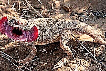 Aiolot - Lizard sa Mexico
