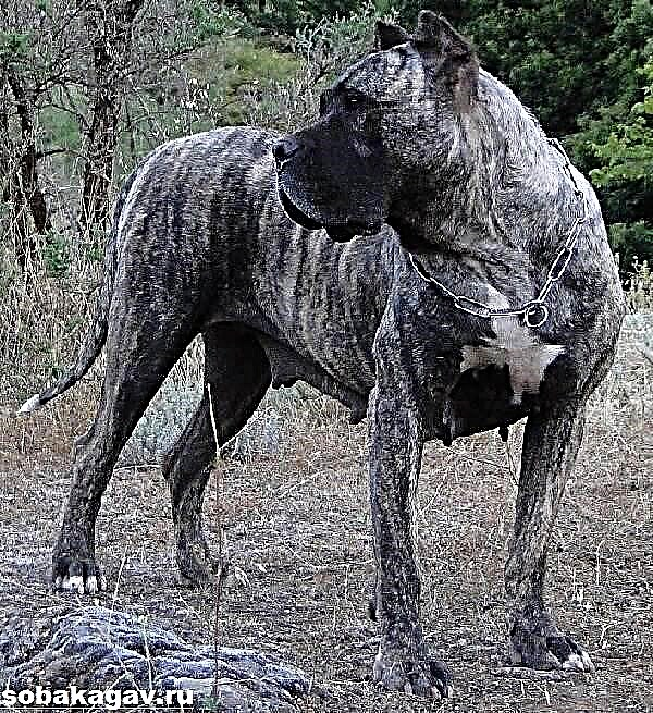 Велики Канари: карактеристики на големо куче