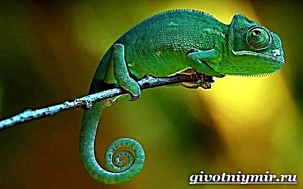 Chameleon - apejuwe, awọn oriṣi, be, bi o ṣe n gbe laaye, awọn aṣa, awọn fọto ati fidio