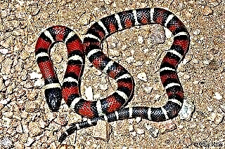 King Snake (Lampropeltis)