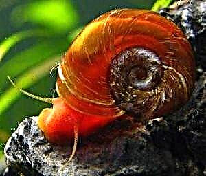 Snail - reel: obughi onye ọbịa a na-acho oria ma obu nke akwuru n’usoro?