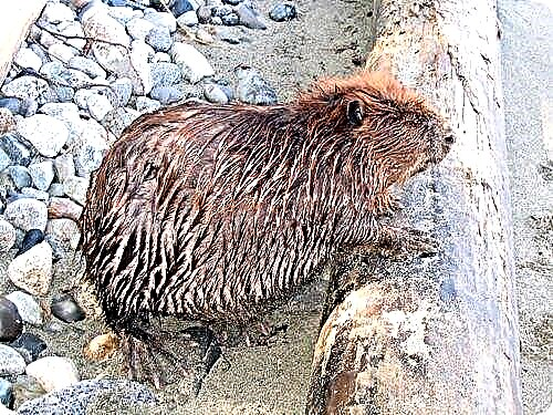 Canada nga beaver