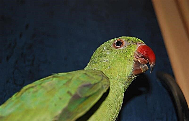 Изучаем настроение и поведение попугаев