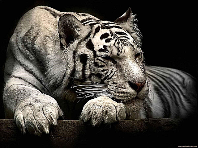 Wäiss Tiger: e Geheimnis vun der Natur