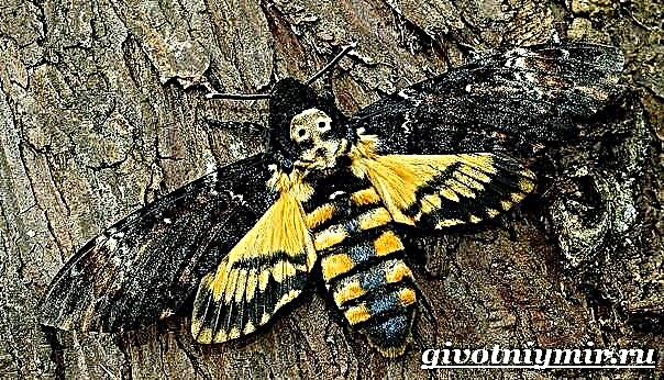 Butterfly Hawthorn