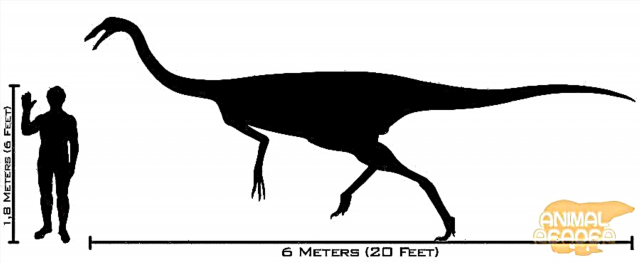 Најбрзиот диносаурус - галимимус
