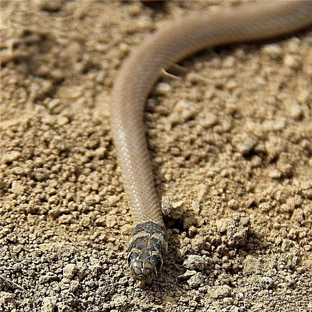 Eirenis e mbledhur - një gjarpër i vogël i padëmshëm