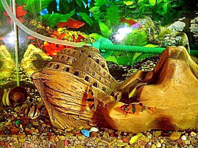 Sjećanje na zlatnu ribicu: kakvu memoriju imaju ribe, eksperimenti, razlike u vrstama
