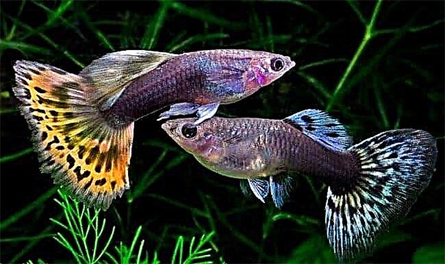 Viviparous ایکویریم مچھلی