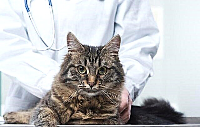 Ալերգիան կատուների մեջ. Ախտանիշներ և բուժում, դեղամիջոցներ