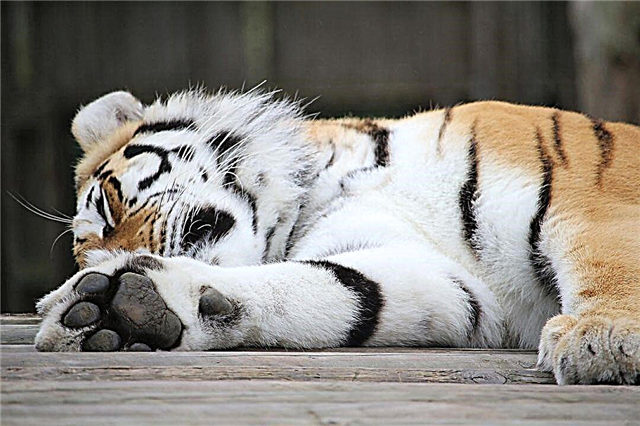 Najveća i najupečatljivija velika tigrova mačka