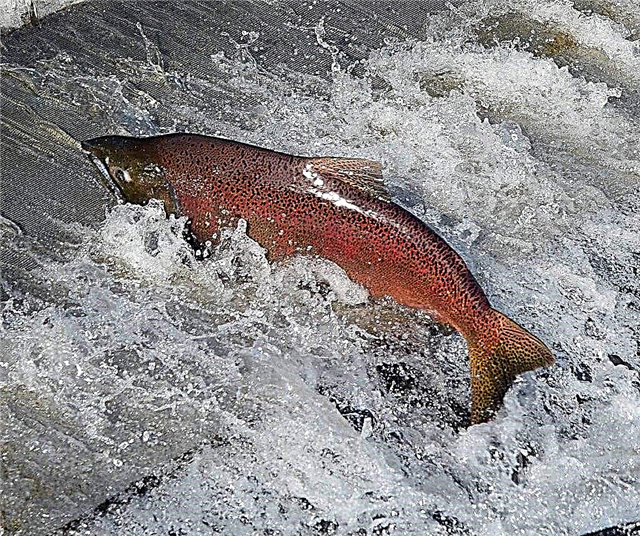 Chinook salmon - ປາ regal