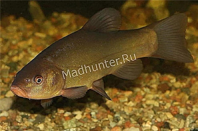 Риба tench