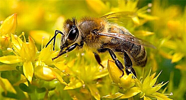 Koliko pčela živi i faktori koji utječu na njihov životni vijek