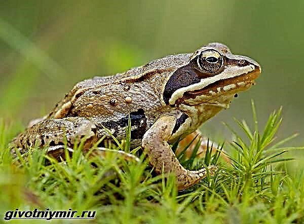 Njuška žaba: stil života i uzgoj