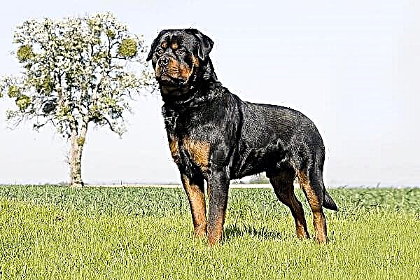 როტვეილერის ძაღლი. Rottweiler ჯიშის აღწერა, მახასიათებლები, ტიპები, მოვლა და ფასი