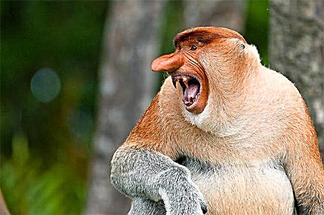Nosach - majmun i ishullit të Borneo: pamja, zakonet, cikli jetësor
