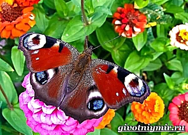 I-Peacock eye butterfly