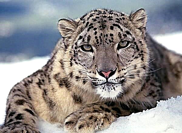 Irbis - macan salju salju