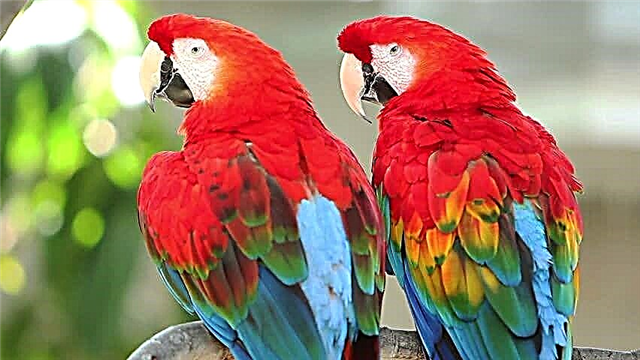 Macaw e khubelu: Ponahalo, Sebopeho, Ts'oaetso