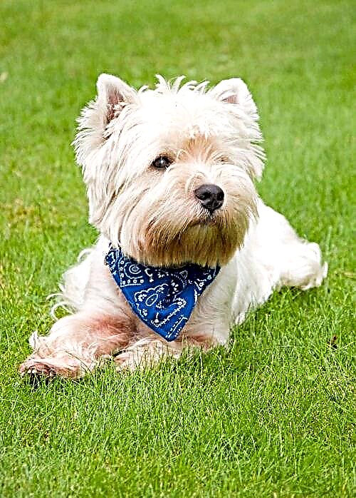 West Highland White Terrier - jostailu itxura duen eskoziar ausarta