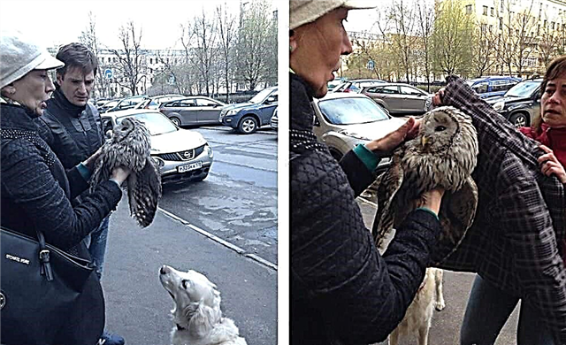 В Петербурге спасли сову, которую чуть не заклевали вороны