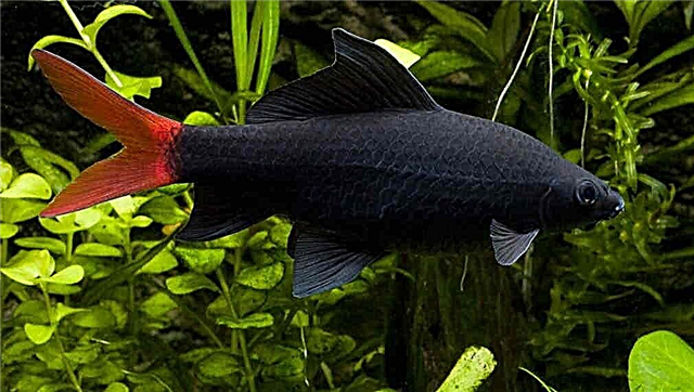 Popularna riba koja može biti gipka