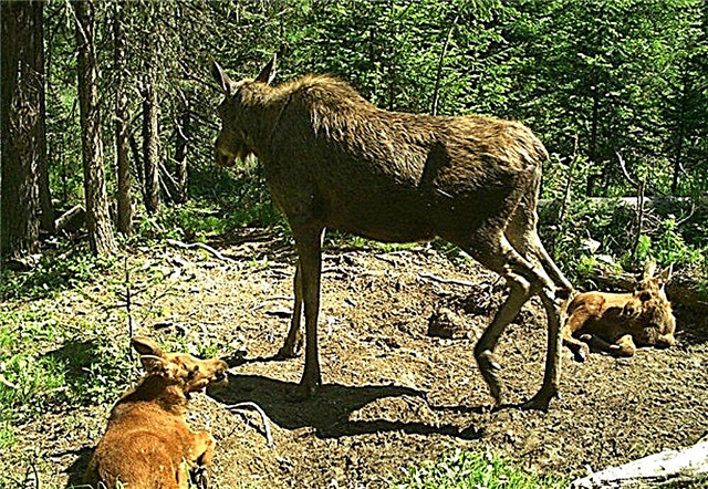 Zwee Siberianer hunn en Elk ëmbruecht nodeems se e Video mat Déieren gekuckt hunn