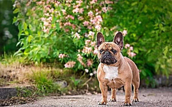 French Bulldog: pag-atiman ug pagmintinar