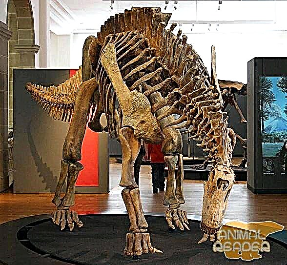 Размеры динозавров