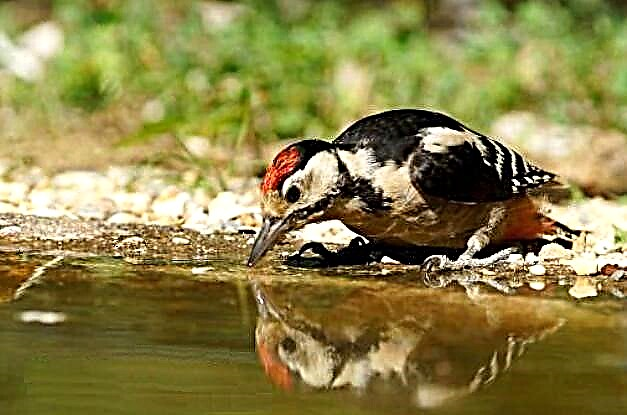 Great Spotted Woodpecker: 'n beskrywing van waar hy woon, wat hy eet, interessante feite