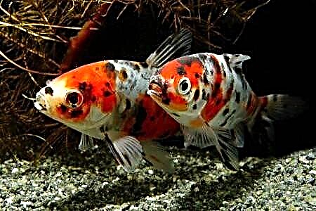 Japanese goldfish - napakatalino na calico