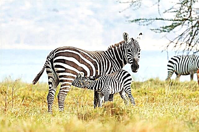 Zebra: ibiti o ngbe, ohun ti o jẹ, awọn ẹya ati awọn ododo ti o yanilenu