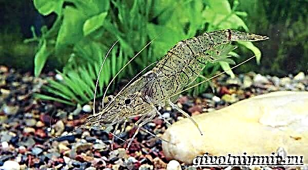 Fossil Shrimp "anomalocaris na macho yake magumu ya uso