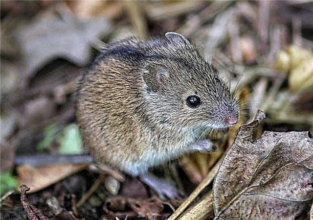 Rato de campo: foto dun pequeno roedor