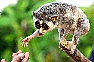 Lemur Laurie, jariri daga Madagascar