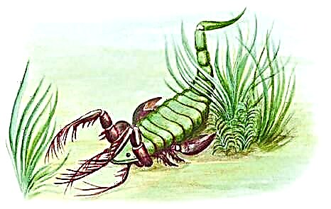 Crayfish - ရှေးအချိန်ကစပြီးကြောက်မက်ဖွယ်ကောင်းတဲ့သားကောင်တွေ