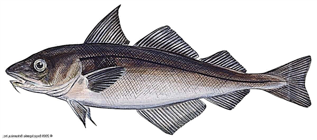 Пикша – рыба, предпочитающая северные моря