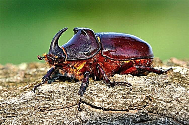 Foto lan katrangan saka kumbang badhak: apa serangga lan apa sing dipangan, apa suwene urip lan apa mbebayani kanggo manungsa?