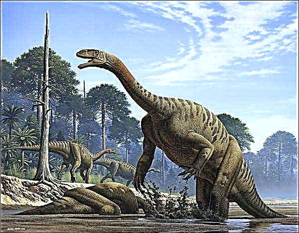 Plateosauro: Triásico xigante