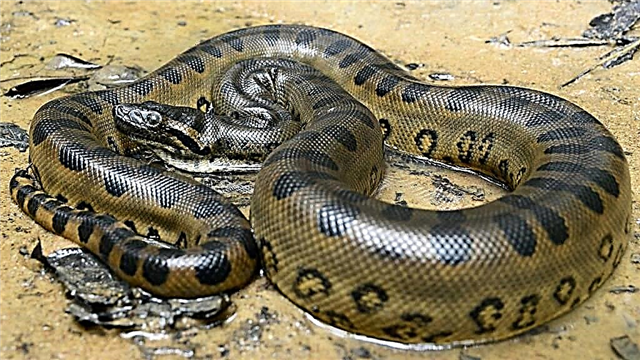 ایناکونڈا - دنیا کا سب سے لمبا سانپ