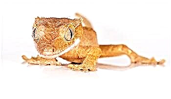 Ciliated banana-eater - o se mea e seasea lava gecko