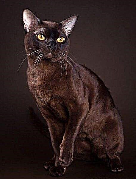 Burmanska mačka