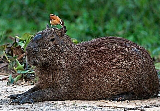 Capybara capybara