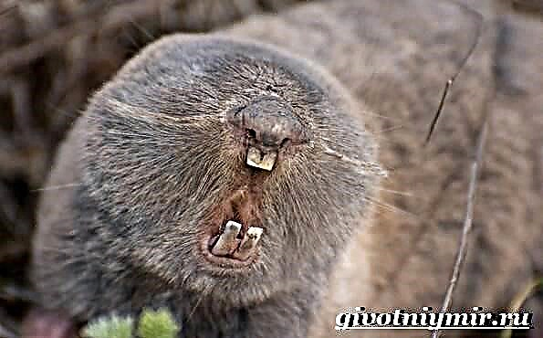 Mole daga hayop. Paglalarawan, tampok, species, lifestyle at habitat ng nunal na daga