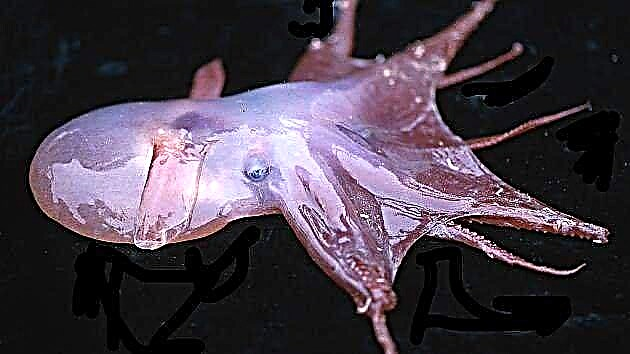 ທະເລມະຫາສະມຸດ Grimpe Octopus