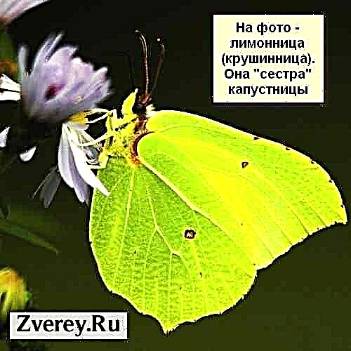 I-butterfly ye-Lemongrass: incazelo, isithombe, amaqiniso athakazelisayo