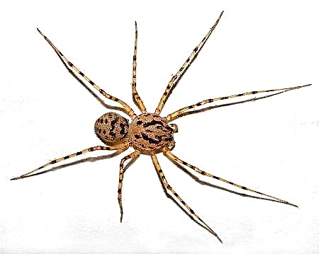 24 mees ongewone spinnekoppe ter wêreld
