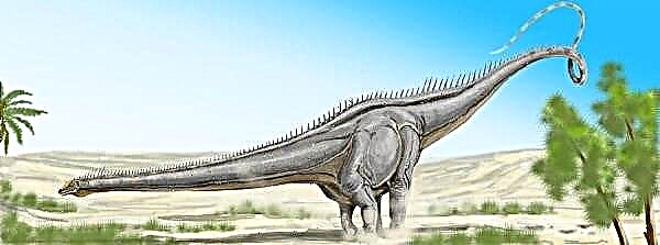 Seismosaurus - die grootste dinosourus ter wêreld